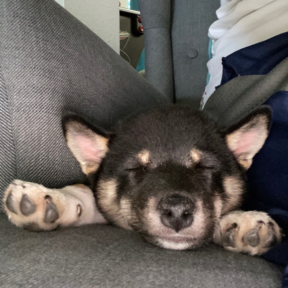 truegriffgirl